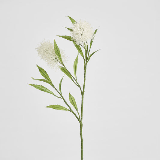 Protea Stem 2 Heads White