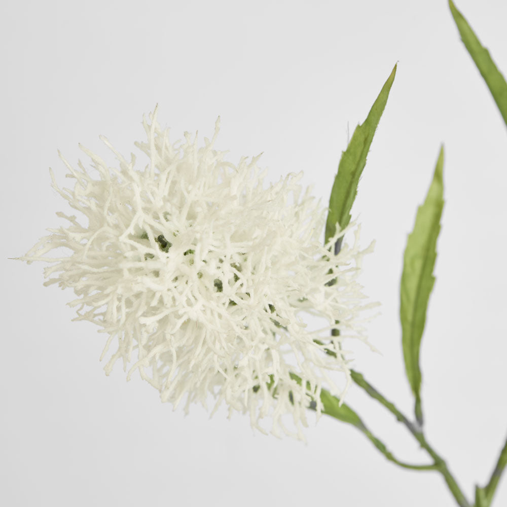 Protea Stem 2 Heads White