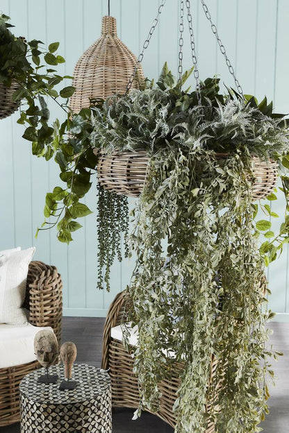 String of Pearls Hanging Stem