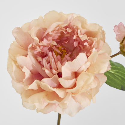 Peony Stem 61cm Apricot