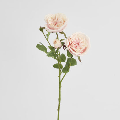 David Austin English Rose 55cm Pink