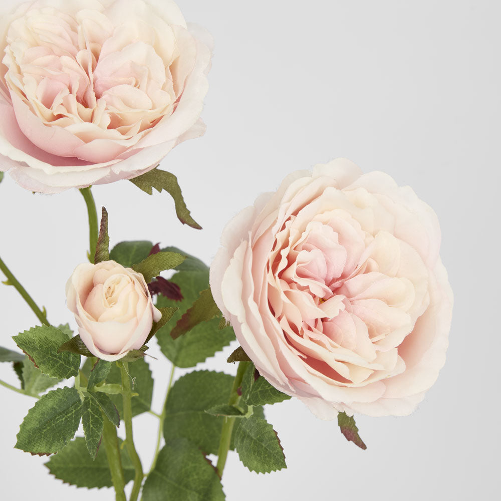David Austin English Rose 55cm Pink