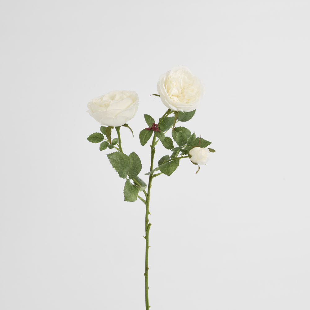 David Austin English Rose 55cm White