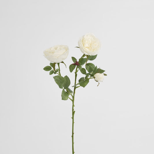 David Austin English Rose 55cm White