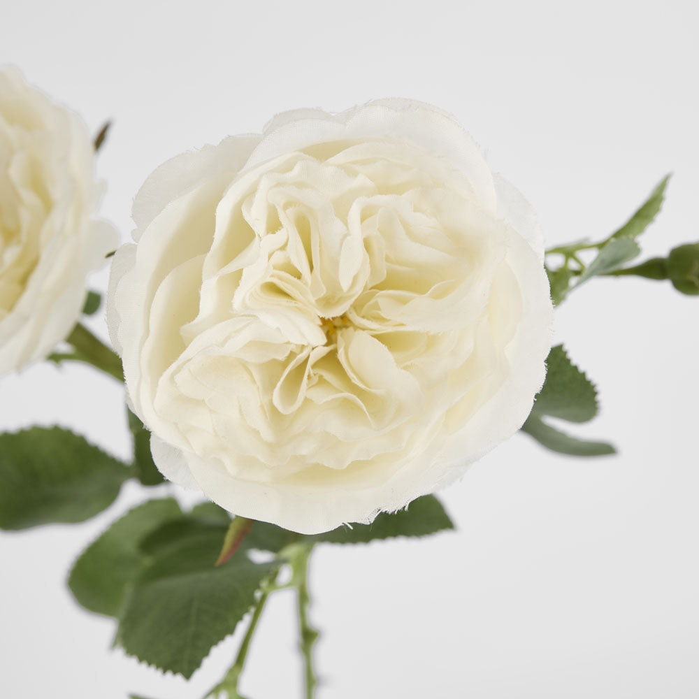 David Austin English Rose 55cm White
