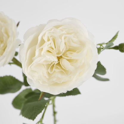 David Austin English Rose 55cm White