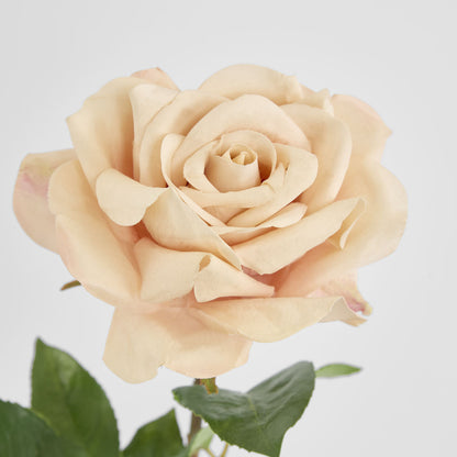 Rose True Touch 50cm Blush