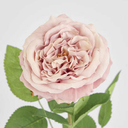 Dried Look English Rose Stem 50cm Blush