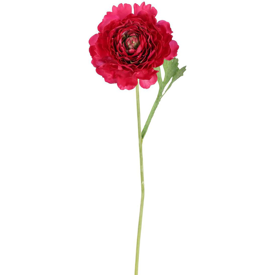 Ranunculus Stem 56cm Dark Pink