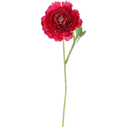 Ranunculus Stem 56cm Dark Pink