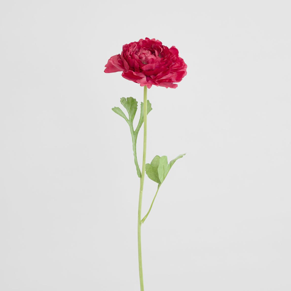 Ranunculus Stem 56cm Dark Pink