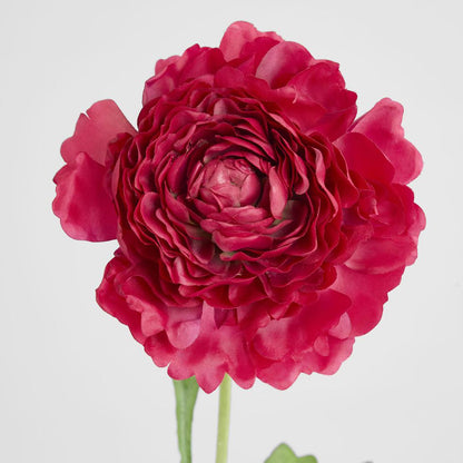 Ranunculus Stem 56cm Dark Pink