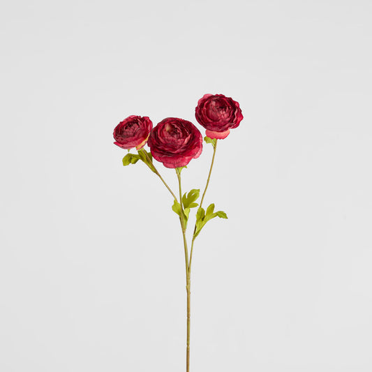 Ranunculus Dark Pink 60cm