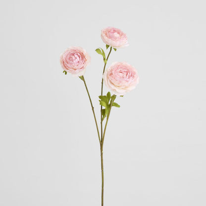 Ranunculus Pink 60cm