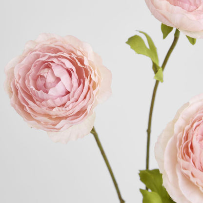 Ranunculus Pink 60cm