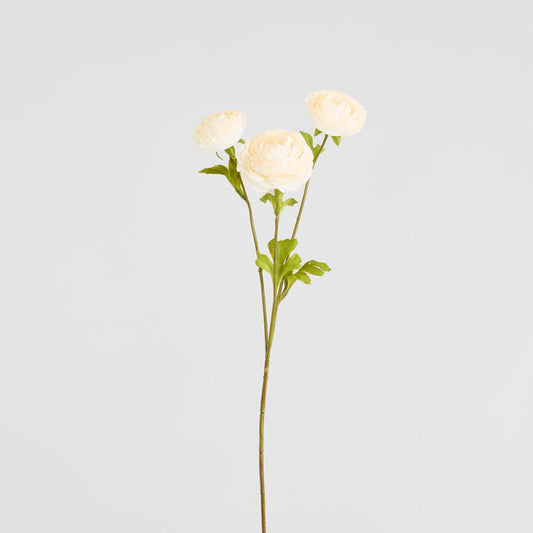 Ranunculus White 60cm