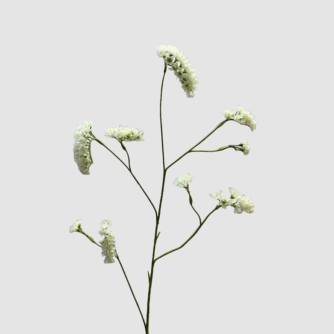 Rosemary White 92cm