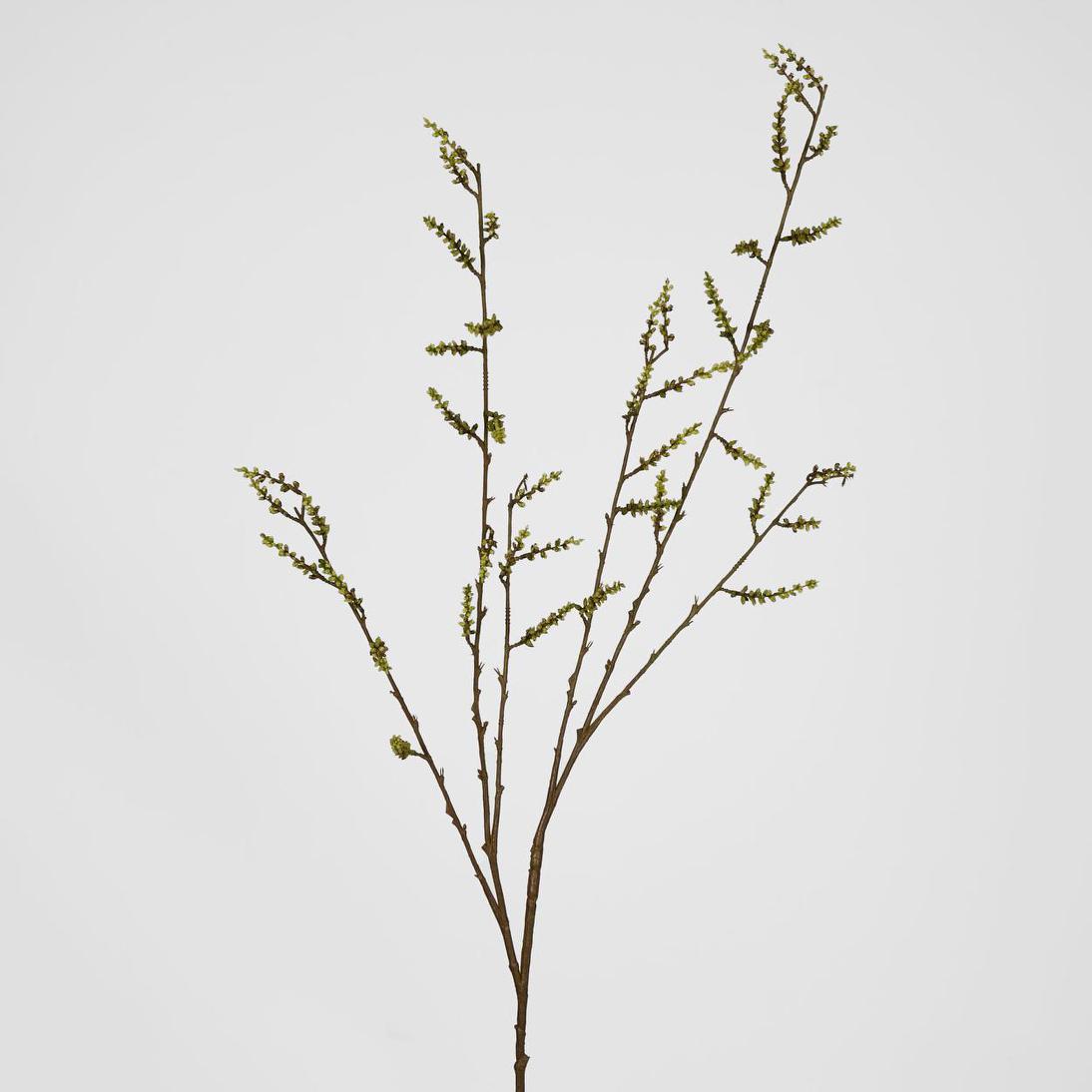 Stachyurus Leaf Spray