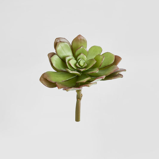 Succulent 19cm Light Green