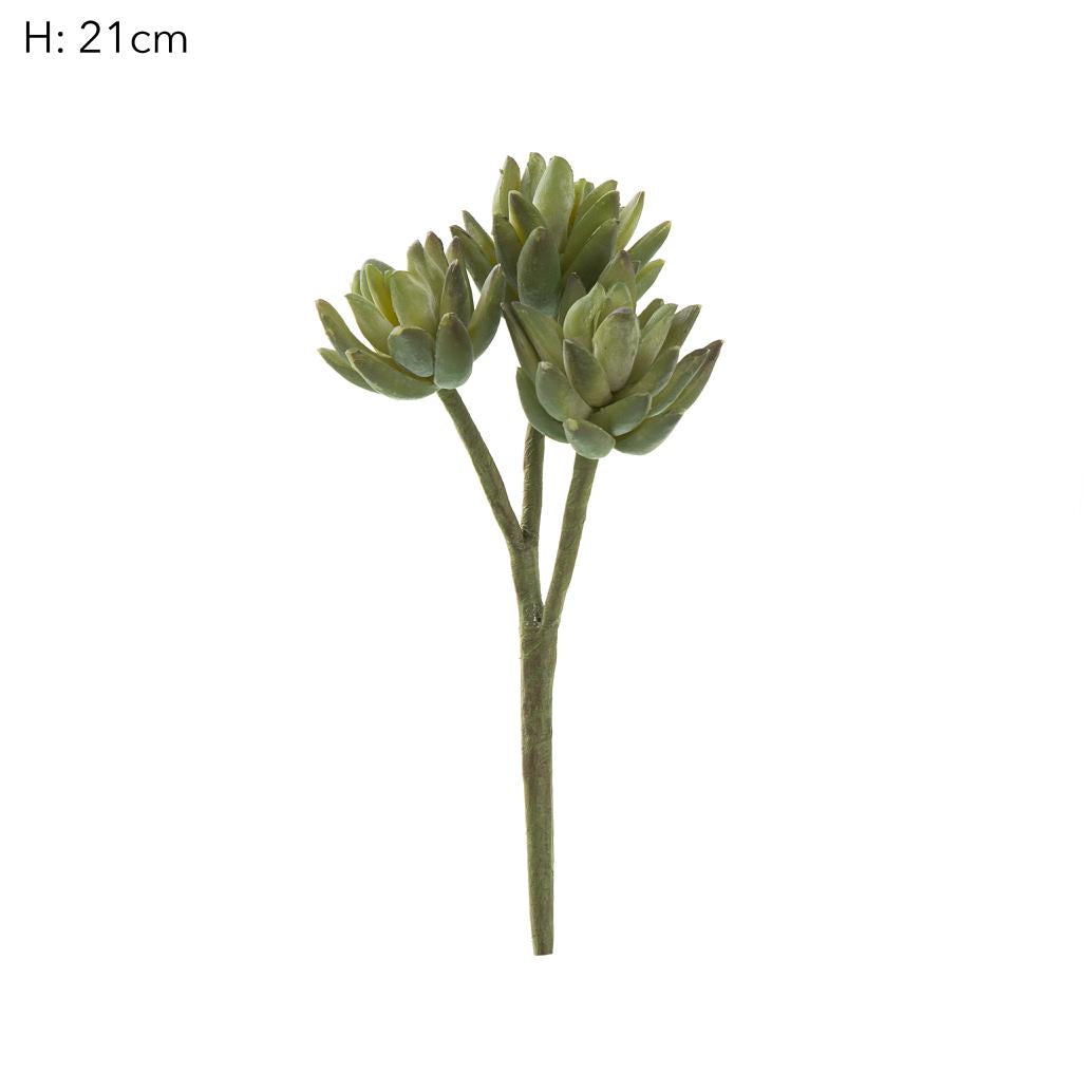 Agave succulent Stem 20cm Green