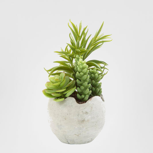 Succulent Mixed in Pot 18cm