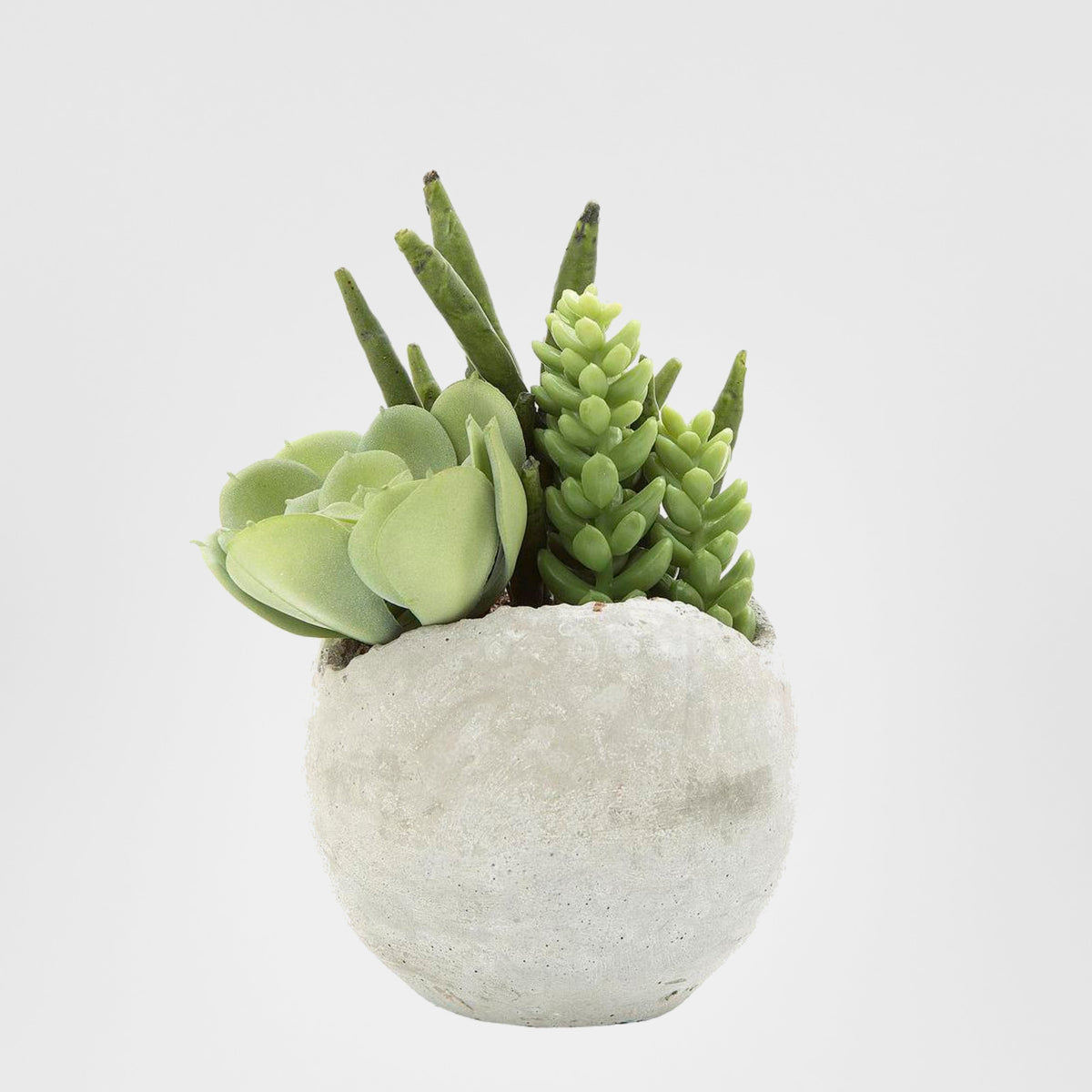Succulent Mixed in Pot 17cm
