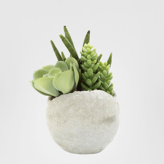Succulent Mixed in Pot 17cm