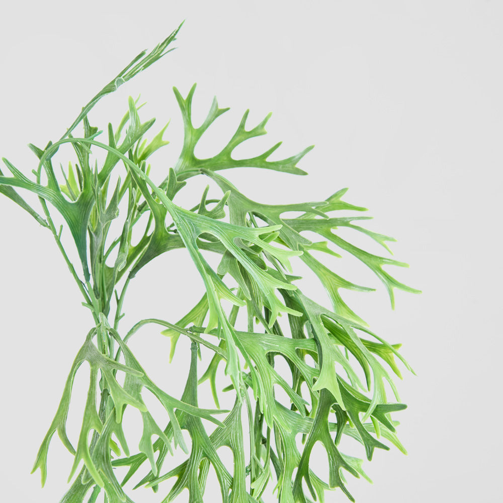 Staghorn Leaves Hanging Vine 70cm