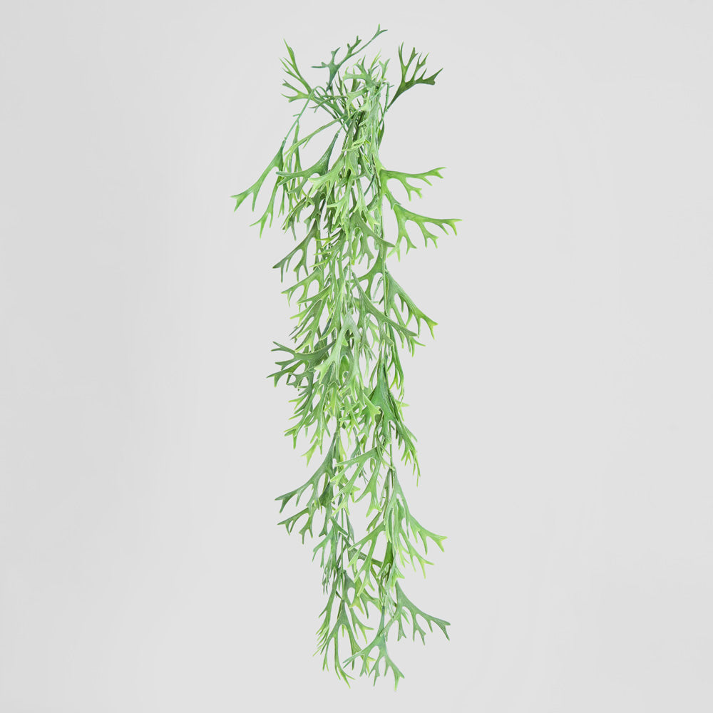 Staghorn Leaves Hanging Vine 70cm