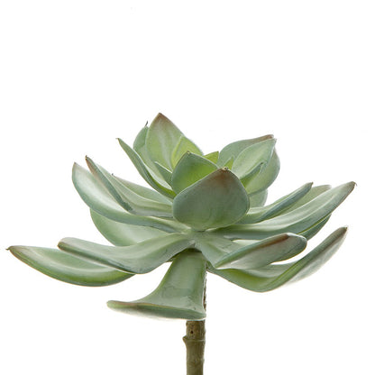 Succulent Pearl Pick 15cm Green