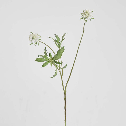Scabiosa Spray 94cm