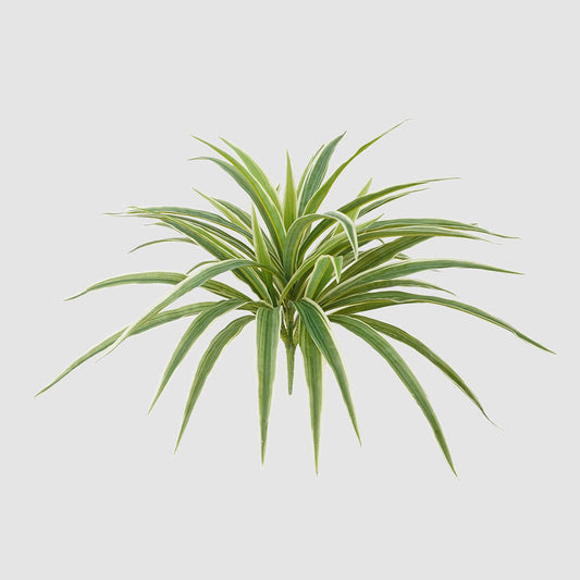 Real Touch Dracaena Bush Green 43cm