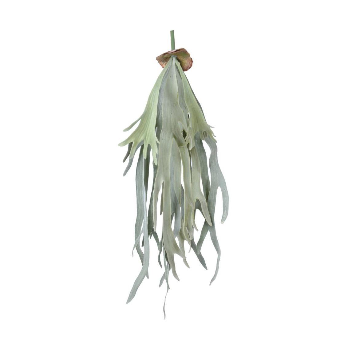 Staghorn Fern Hanging 70cm