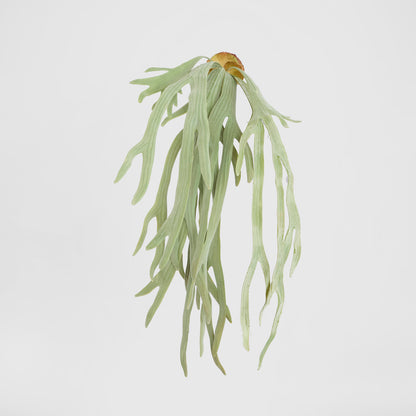 Staghorn Fern Hanging 70cm