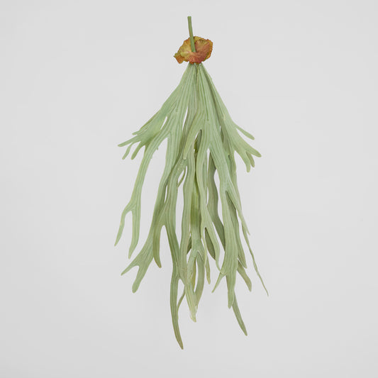 Staghorn Fern Hanging 70cm
