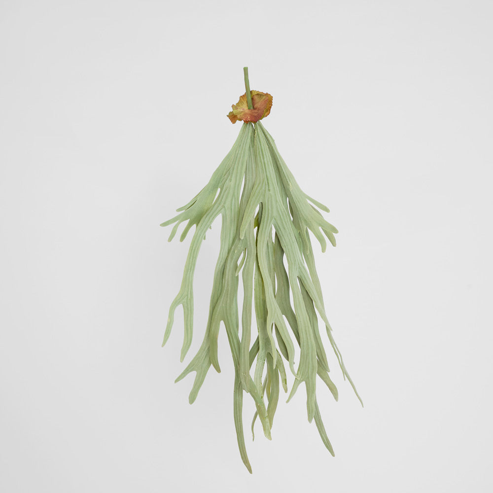 Staghorn Fern Hanging 70cm