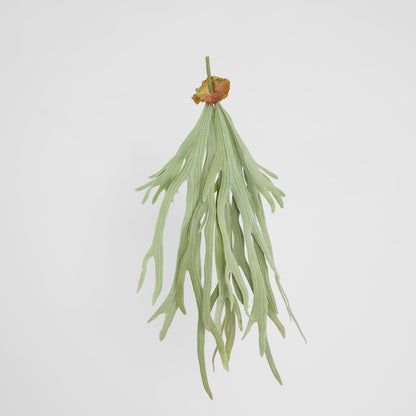 Staghorn Fern Hanging 70cm