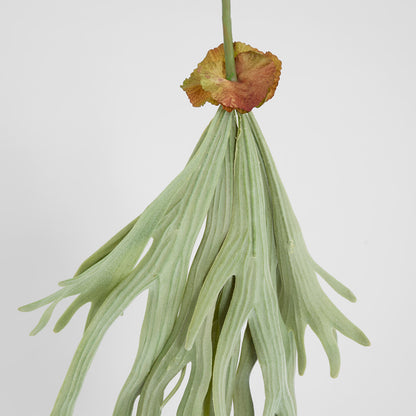 Staghorn Fern Hanging 70cm