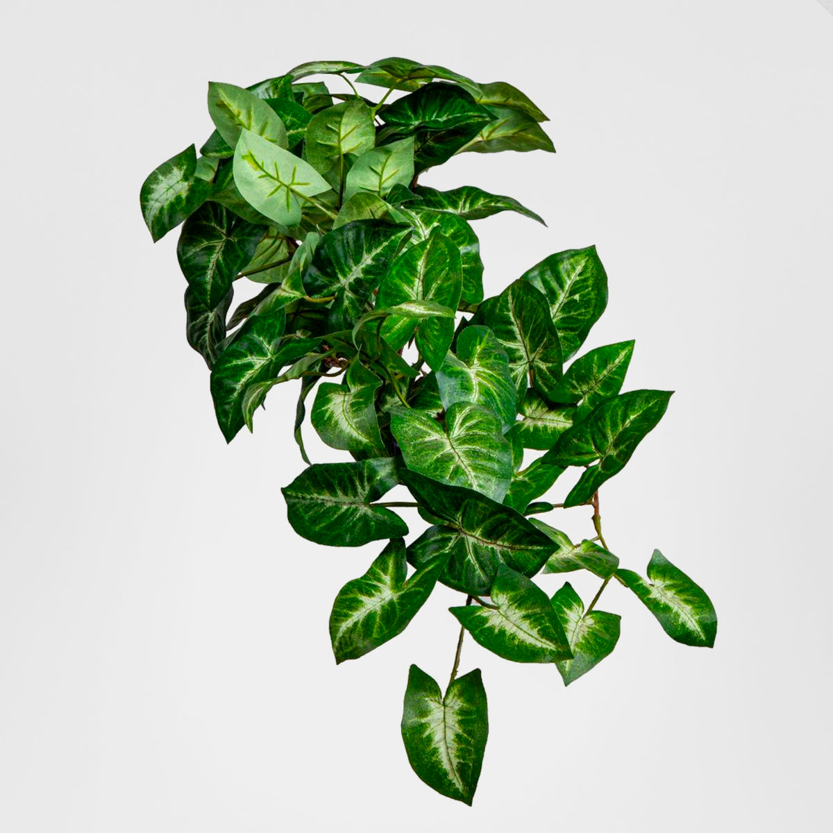 Syngonium Hanging Bush 60cm