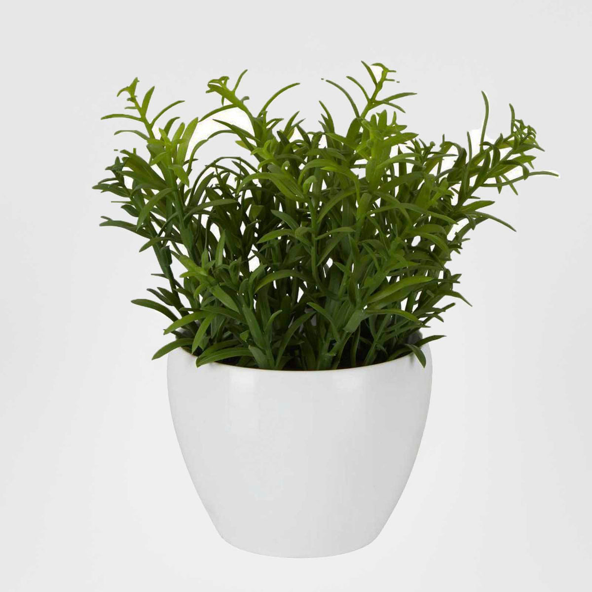 Sedum In Melamine Pot