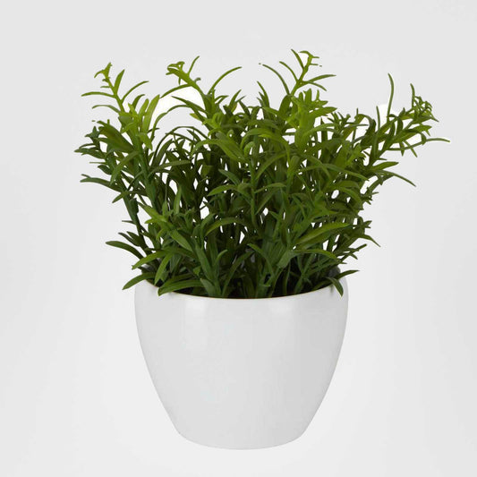 Sedum In Melamine Pot