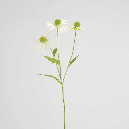Black Eye Susan Stem 65cm White