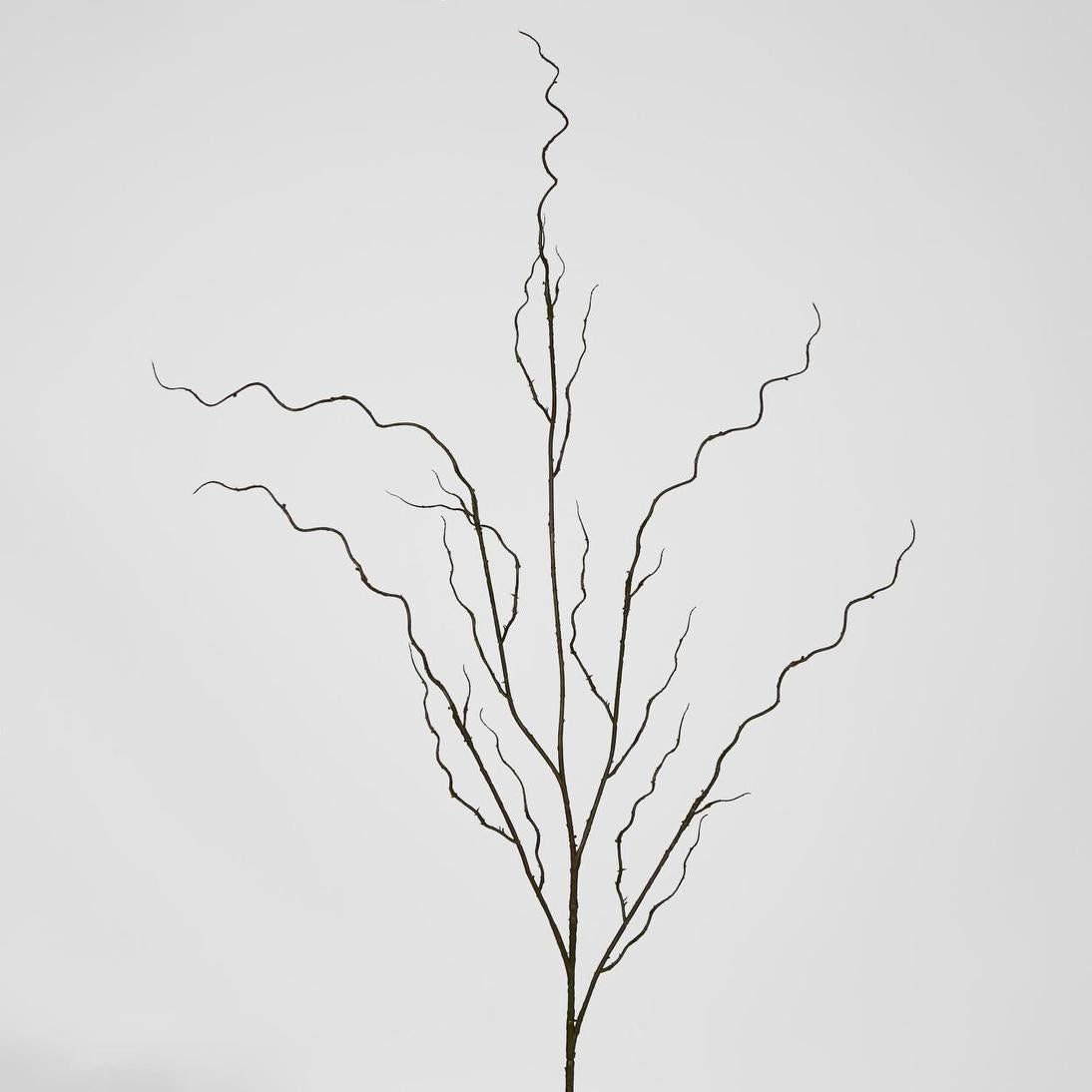 Curly Twig