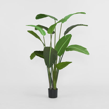 Bird of Paradise 1.8m