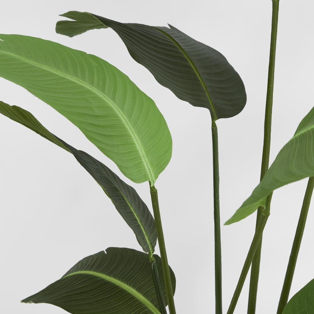 Bird of Paradise 1.8m