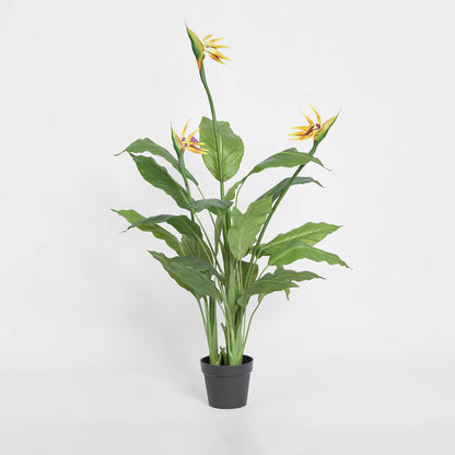 Flowering Bird of Paradise 150cm