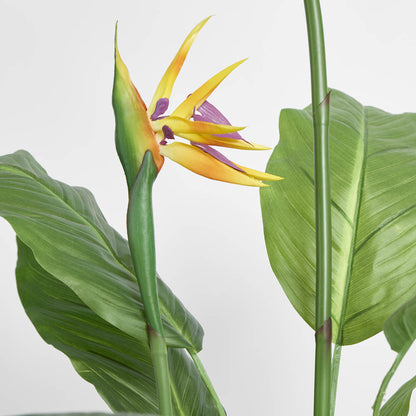 Flowering Bird of Paradise 150cm