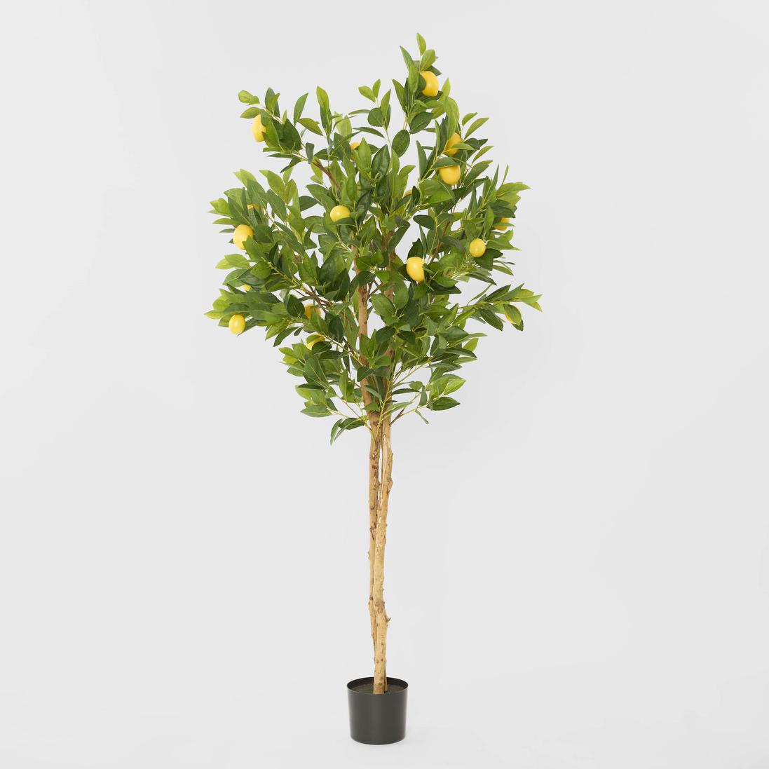 Lemon Tree Real Trunk 170cm – Florabelle Living