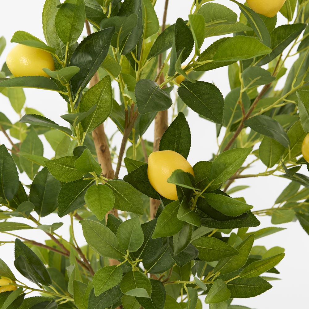 Lemon Tree Real Trunk 170cm
