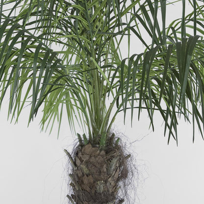 Phoenix Palm 2.1m